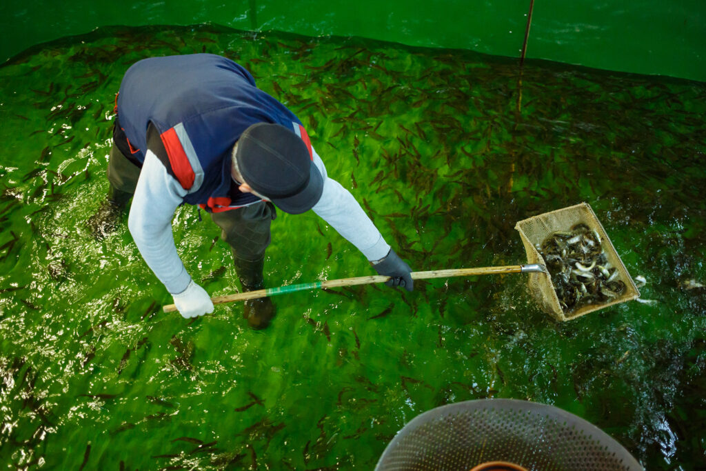 Выпуск молоди атлантического лосося-годовика