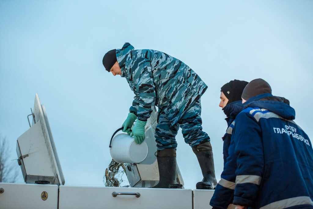 Выпуск молоди атлантического лосося-годовика