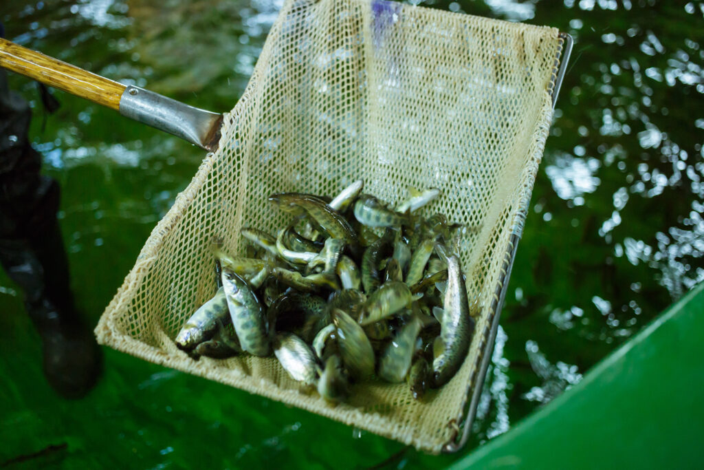 Выпуск молоди атлантического лосося-годовика